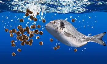 С помощью РКФР запущено производство рыбного корма стоимостью более $1 млн