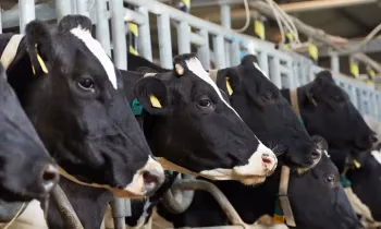 На семеноводство и племенное животноводство выданы льготные кредиты на 115 млн сомов