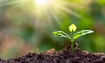 Возвращение из трудовой миграции: Как семьи мигрантов осваивают новые агропрактики