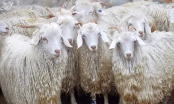 По проекту «Развитие племенного животноводства в КР» выданы льготные кредиты на 291 млн сомов