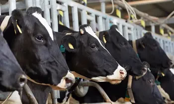 Асыл тукум мал чарбасын өнүктүрүүгө 291 млн сом жеңилдетилген насыя берилди