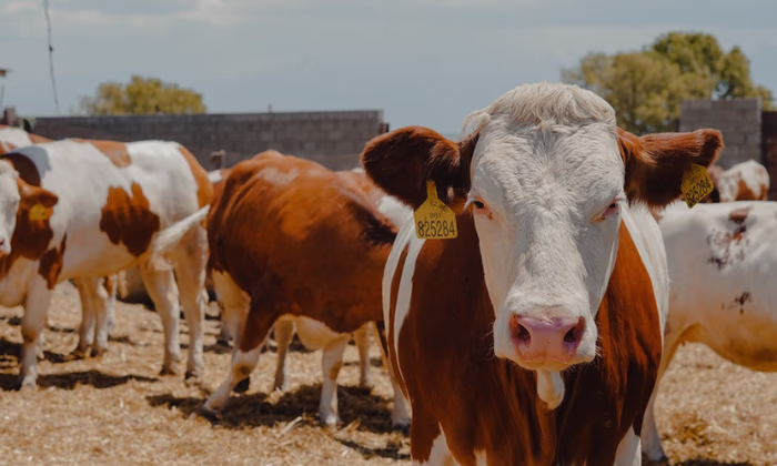 ОАО «Айыл Банк» завез из Чехии партию высокопродуктивных коров