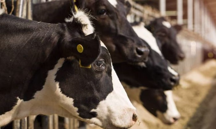 Госпрограмма льготного финансирования фермеров одобрена правительством