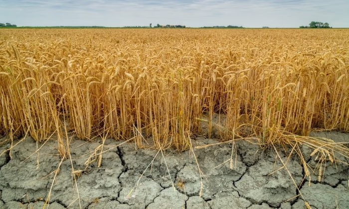 Страхование сельского хозяйства усовершенствуют в Кыргызстане