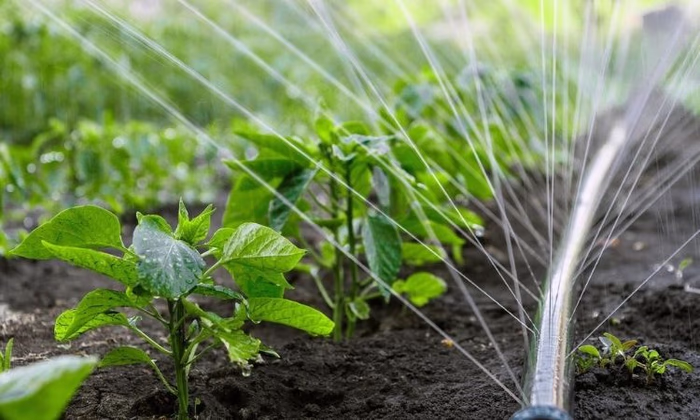 На земледелие двух областей направят $20 млн