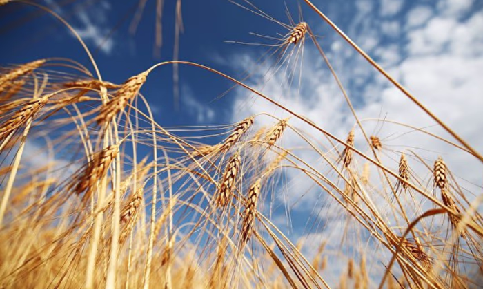 В рамках проекта «ФСХ-10» выдано 6 746 кредитов на 3,4 млрд сомов