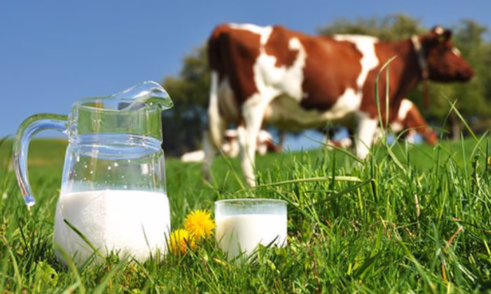 Финансово-кредитный фонд начал выдавать кредиты для молочного сектора