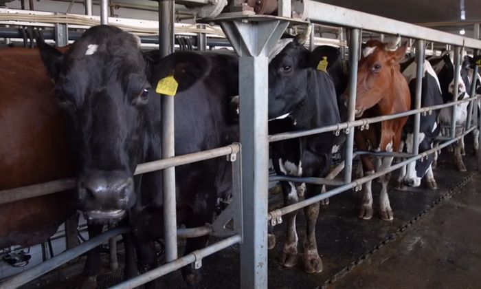 В РКФР утвердят новую программу поддержки малого и среднего бизнеса