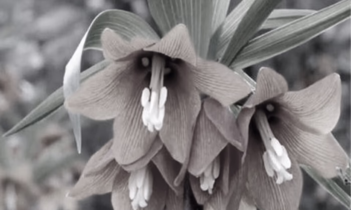 Гарантийный фонд перечислил на единый спецсчет 1 млн сомов