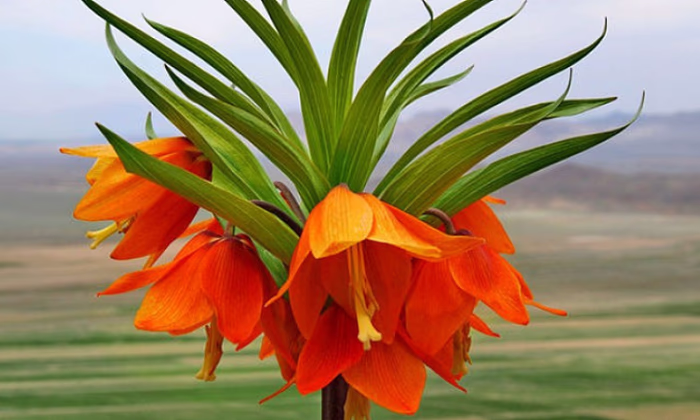 «Оптима Банк» выделил Баткенской области 20 миллионов сомов