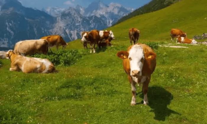 С начала года по проекту «ФСХ-11» 6 103 фермера получили льготные кредиты