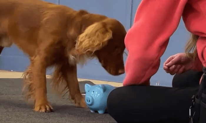 Лающий «банкир» положил в копилку рекордное количество монет