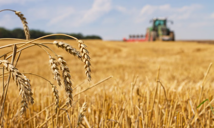 За 10 месяцев для сельского хозяйства выдано кредитов на 2,65 млрд сомов