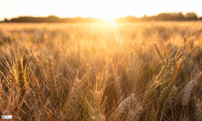 За десять месяцев ОАО «ГФ» выдало рекордное количество гарантий