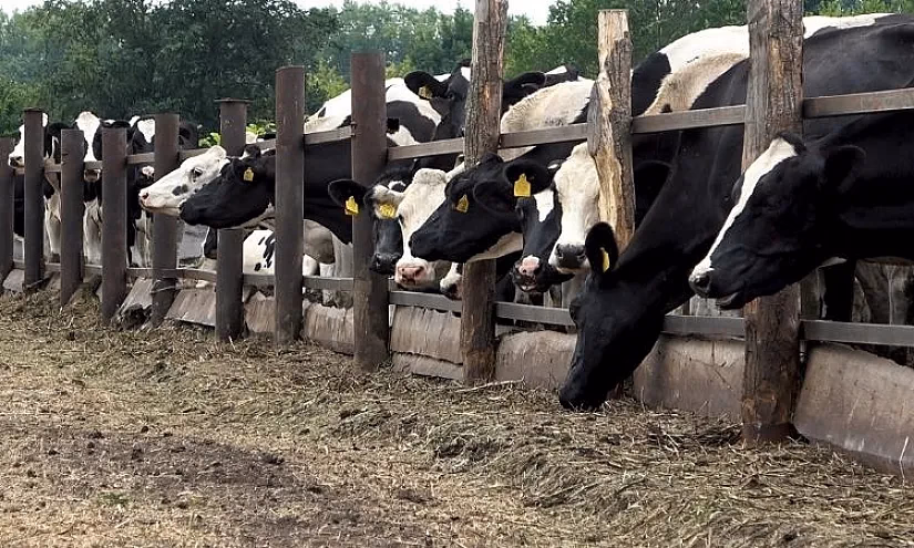 Үрөнчүлүк жана асыл тукум малга жеңилдетилген 115 млн сом насыя берилди