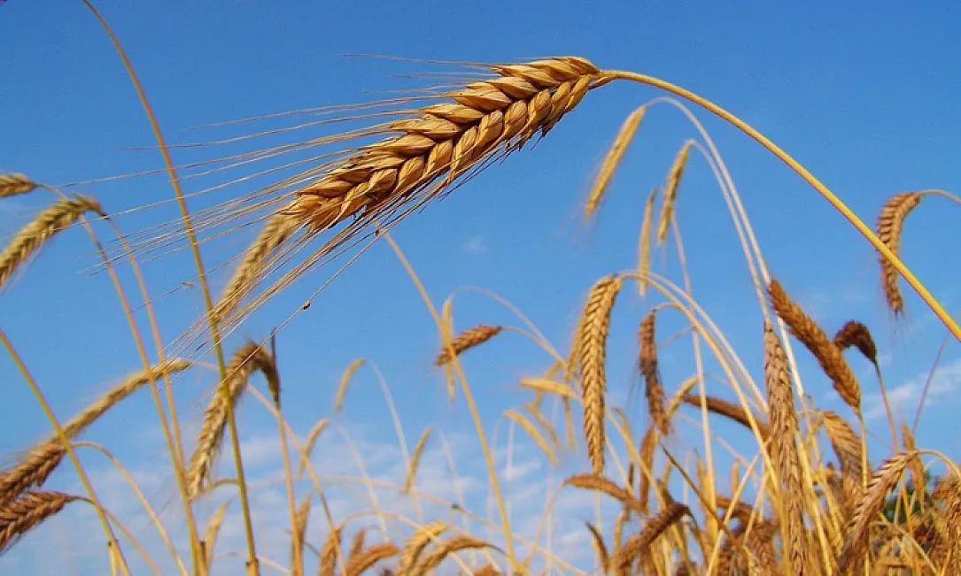 «Айыл Банк» полностью освоил средства по госпрограмме «ФСХ-13» на 2025 год