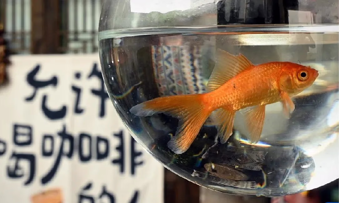 Деревня Лицзу: Как заработать на «магии неторопливой жизни»