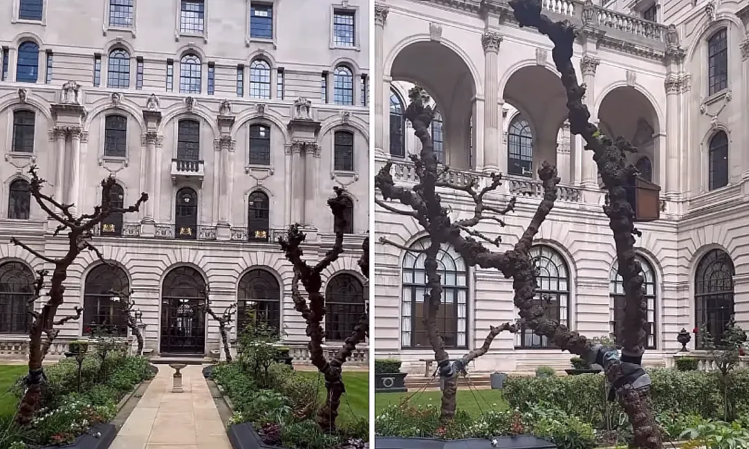 Эмне үчүн Англия Банкынын короосуна тыт дарактары отургузулган?