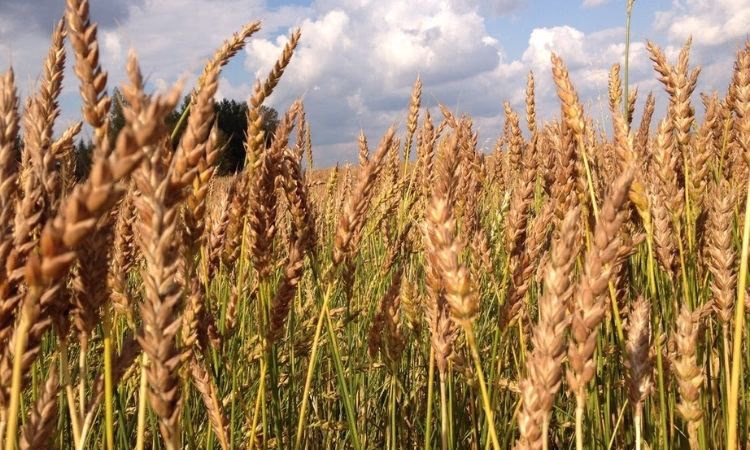 В кредитовании фермеров лидируют два банка