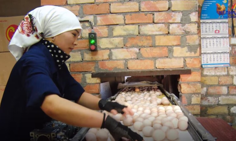 Алмаз Раджапов: «Гарантийный фонд помог нам укрупнить производство»