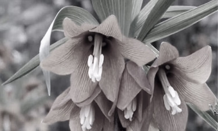 Гарантийный фонд перечислил на единый спецсчет 1 млн сомов