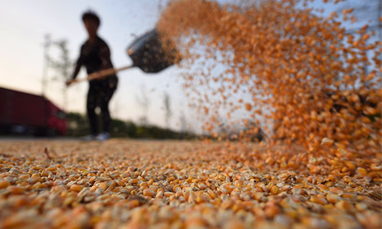 В октябре мировые цены на продовольствие продемонстрировали устойчивость