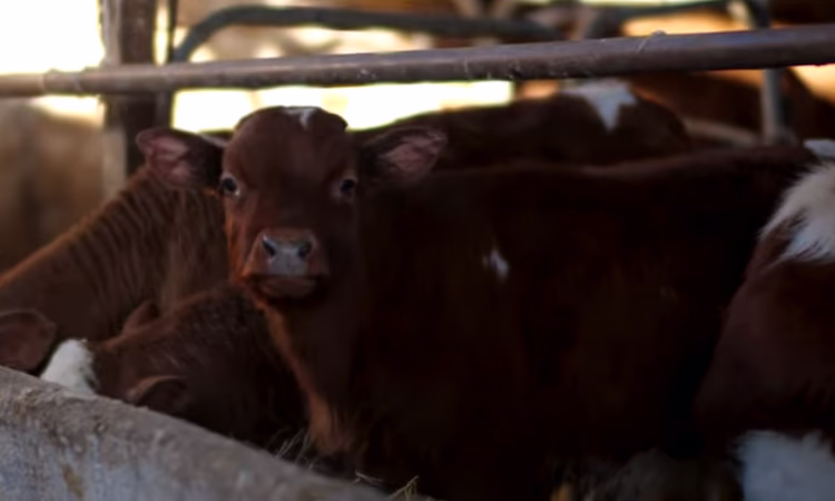 Кластерные проекты «от поля до прилавка», или Как РКФР помогает фермерам