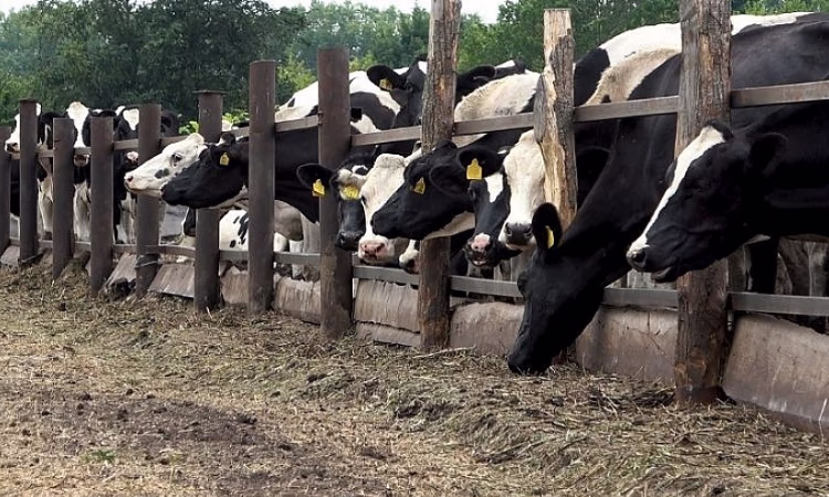 В рамках проекта «ФСХ-11» выдано льготных кредитов на 3,26 млрд сомов