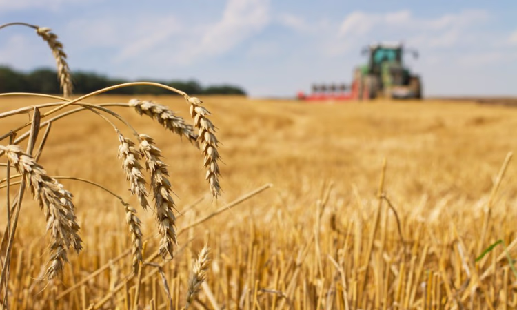 За 10 месяцев для сельского хозяйства выдано кредитов на 2,65 млрд сомов