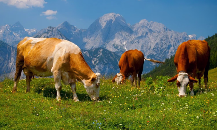 РКФР профинансирует развитие молочного хозяйства в Чуйской области