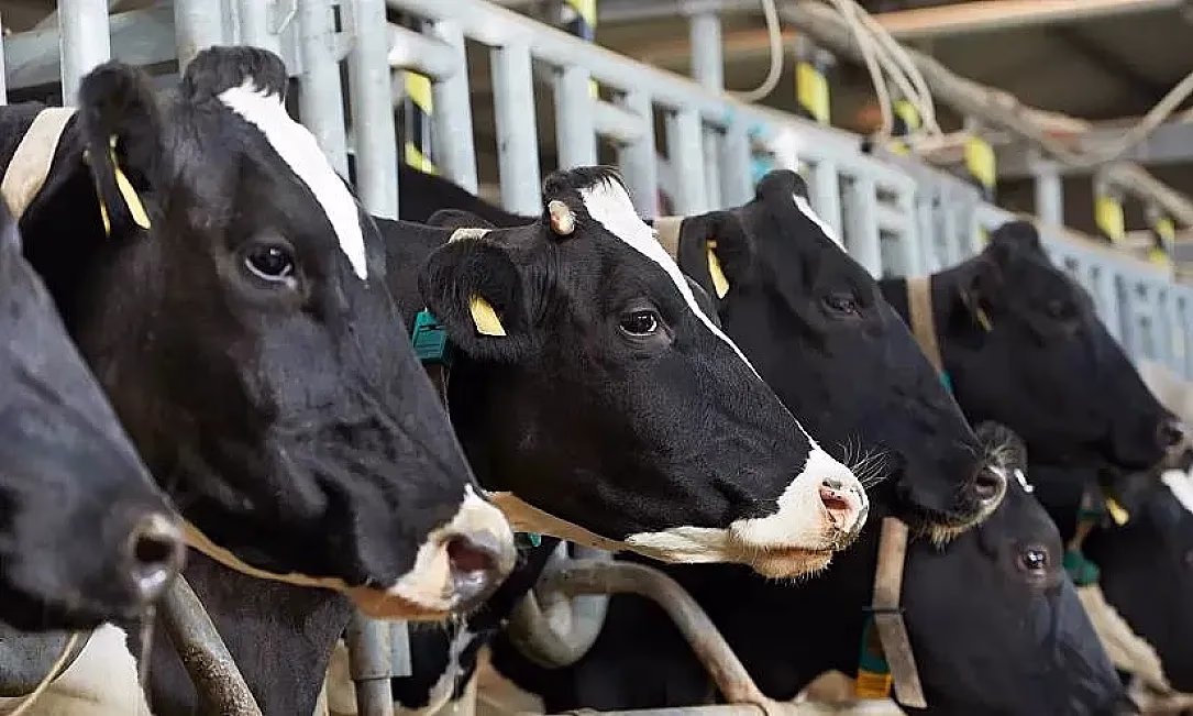 Асыл тукум мал чарбасын өнүктүрүүгө 291 млн сом жеңилдетилген насыя берилди