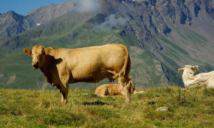 РКФР поддержал запуск молочно-товарного комплекса в Нарынской области