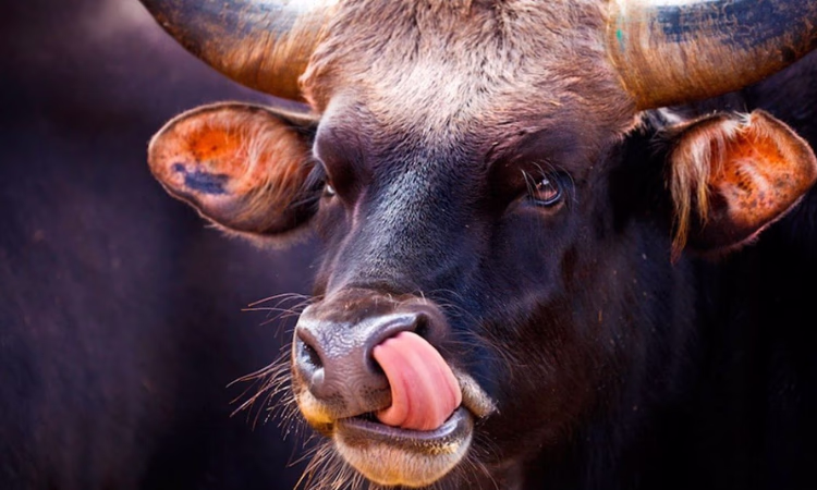 В отделение израильского банка Leumi ворвался рассвирепевший бык