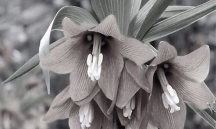 Гарантийный фонд перечислил на единый спецсчет 1 млн сомов