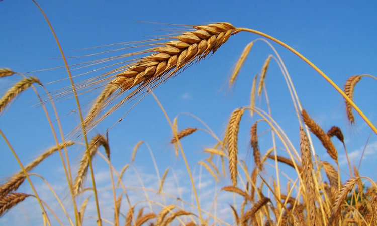 Кредиты по проекту «ФСХ-10» получили 8 333 фермера