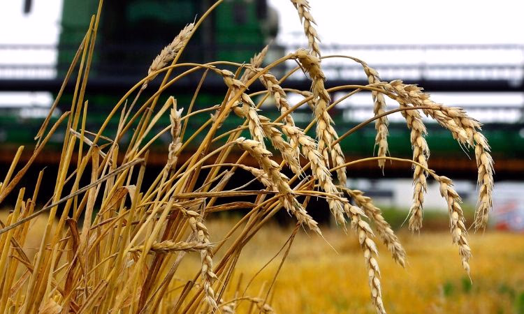 Более 500 млн сомов взяли банки для кредитования сельхозпредпринимателей