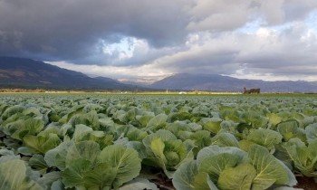 Кыргызстанцы получили почти 5 млрд сомов по проекту «Финансирование сельского хозяйства-8»