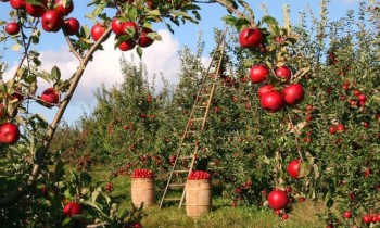 Хотите заложить яблоневый сад? Шаблон бизнес-проекта для предпринимателей
