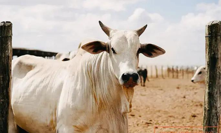 Мечта фермеров: Корова-рекордсмен стоит как особняк в Нью-Йорке